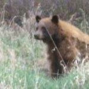 Meet your Posher, Wayne